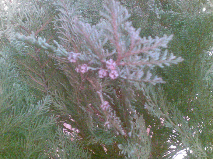 02012012(068) - thuja