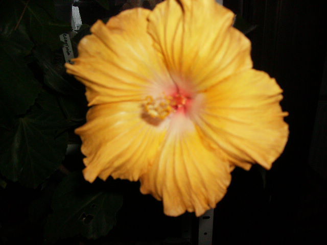 hibiscus - inceput_ian_2012