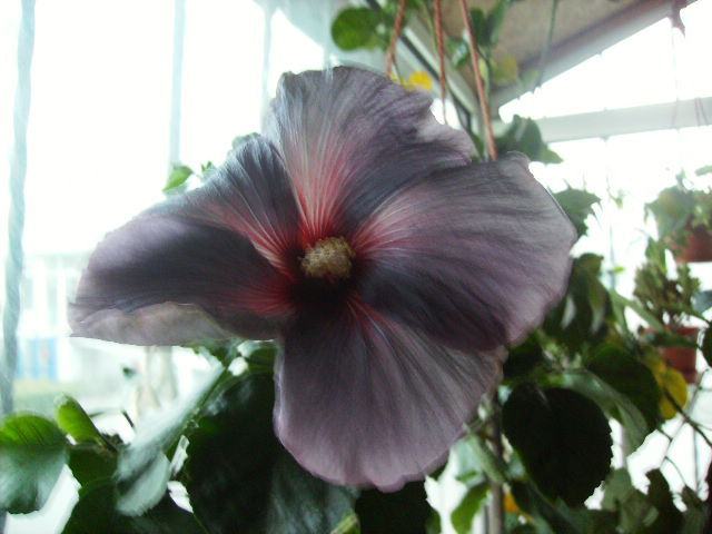 hibiscus