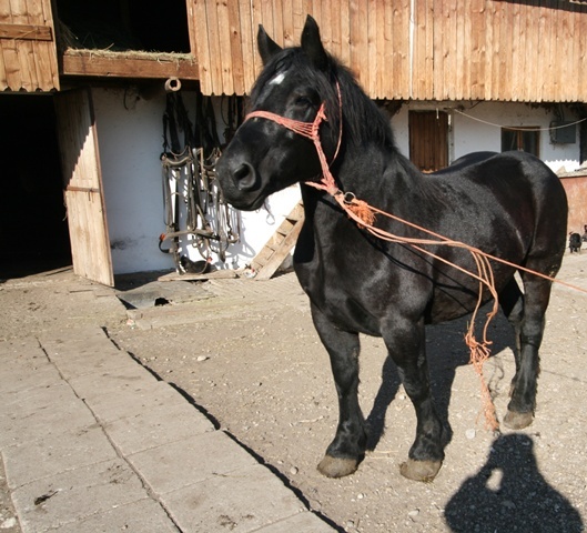 IMG_7022 - TIRGURI ANIMALE GOSPODARIE