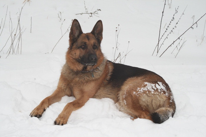 garantez siguranta_20100110_028