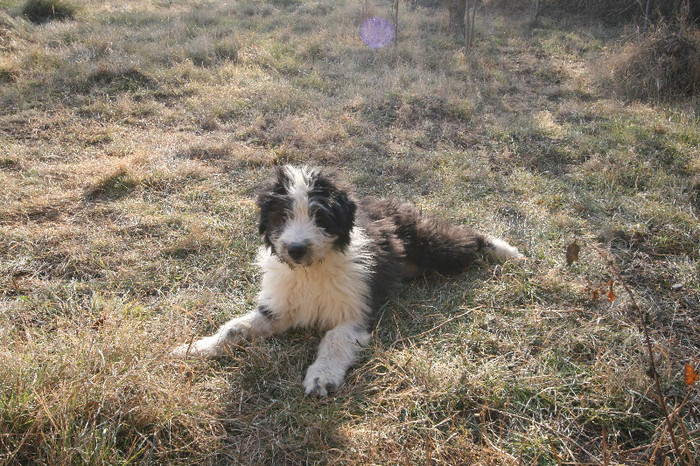 IMG_7330 - TIRGURI ANIMALE GOSPODARIE
