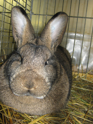 Grii Wienez de vanzare -97 puncte