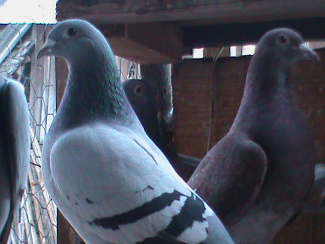 DSC00071 - Porumbeii mei