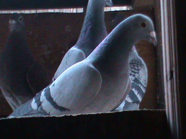DSC00072 - Porumbeii mei