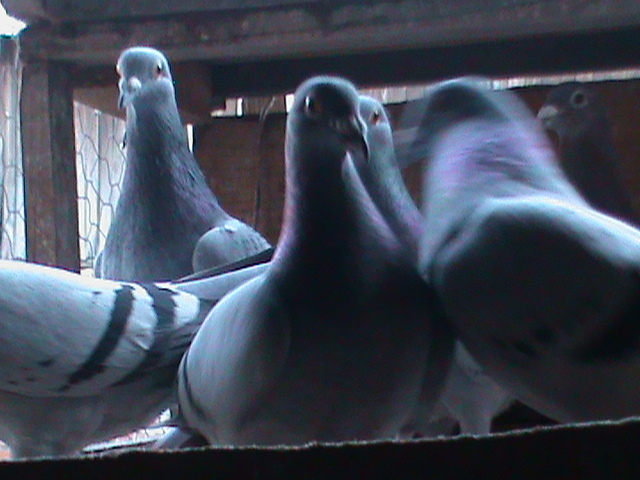 DSC00073 - Porumbeii mei