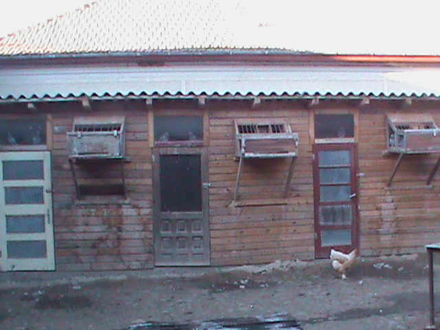 DSC00074 - Porumbeii mei