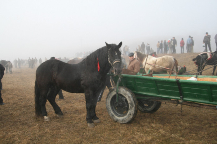 IMG_7561 - TIRGURI ANIMALE GOSPODARIE