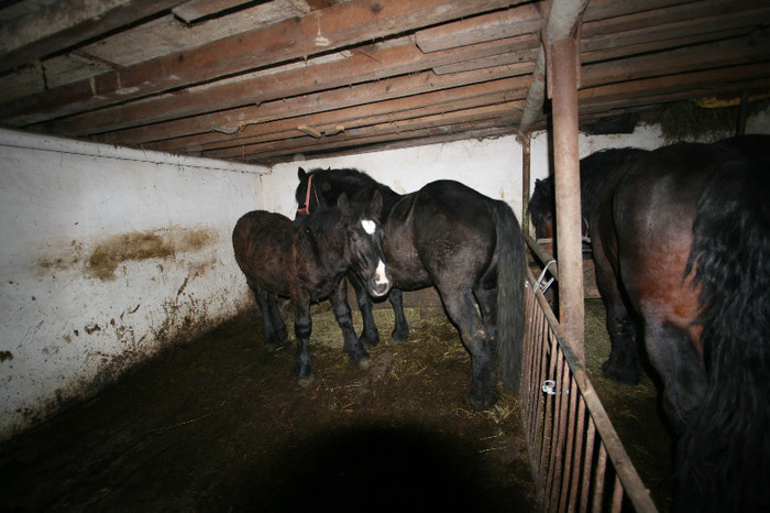 IMG_6982 - TIRGURI ANIMALE GOSPODARIE