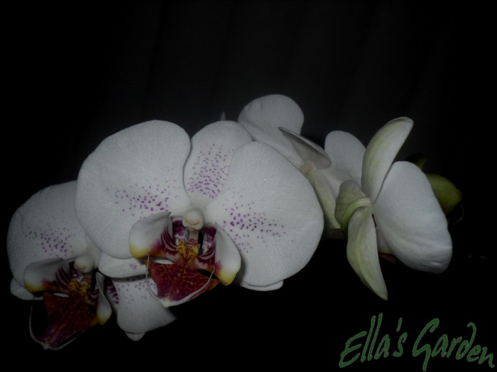 SAM_3395 - 2012 Orhidee