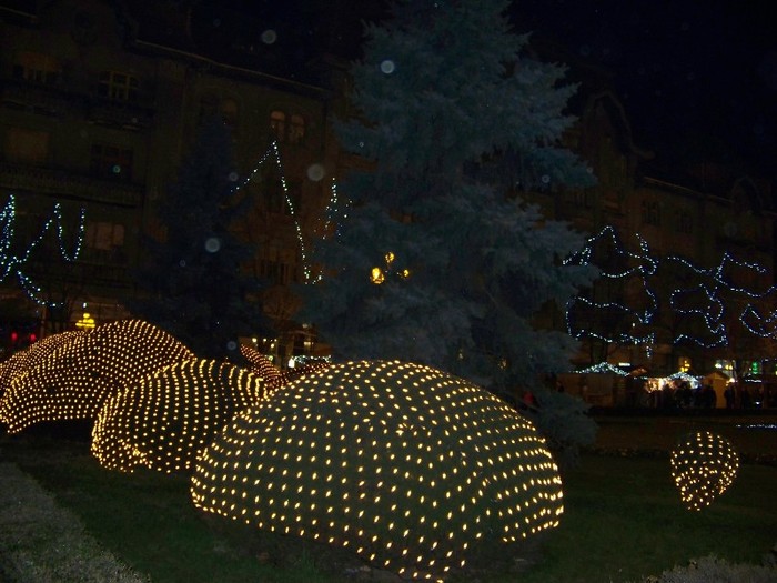 100_3421 - 2012 ianuarie 2