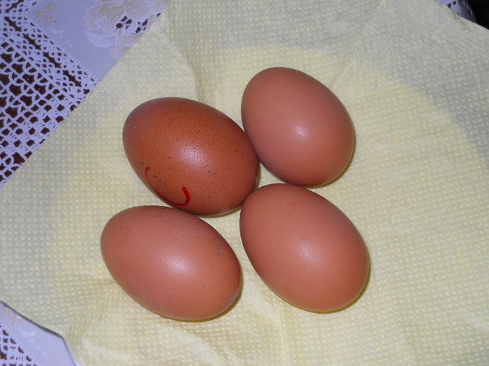 poze oua 006; oua de la gainile barate din Franta

