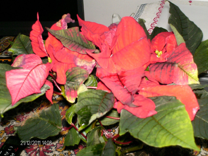 am cumparat si O STEA