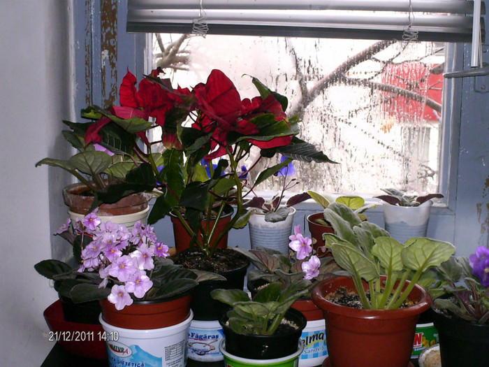 am asezat-o in fereastra...