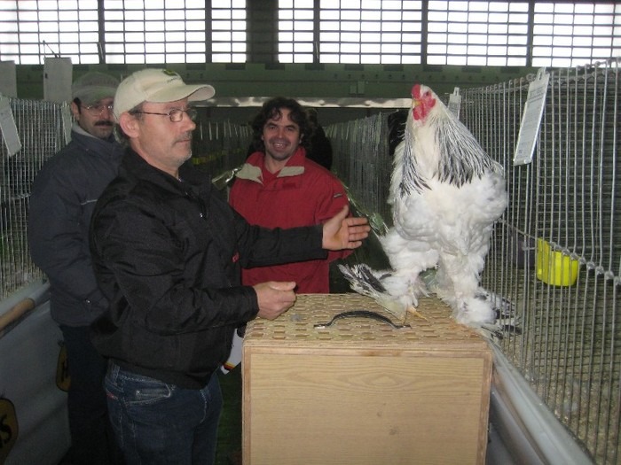 Cu Wackwitz Lutz Campionul Germaniei la Brahma potirnichiu - EXPOZITIA NATIONALA A GERMANIEI - DORTMUND 2011