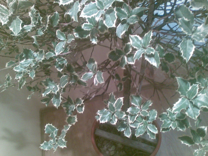 02012012(061) - ilex