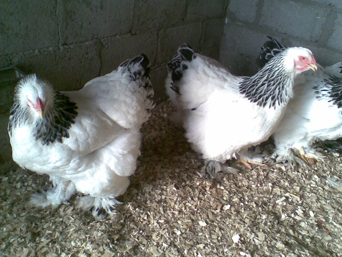 Imag465 - matca brahma herminat deschis 2012