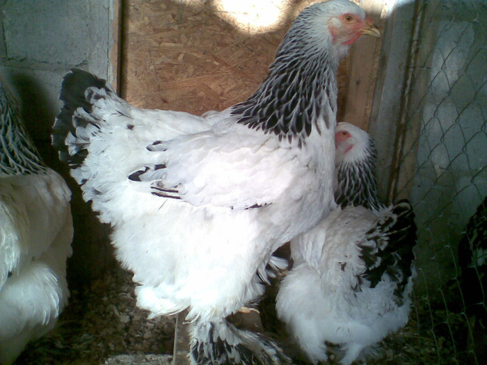 Imag466 - matca brahma herminat deschis 2012