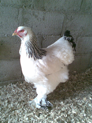 Imag467 - matca brahma herminat deschis 2012