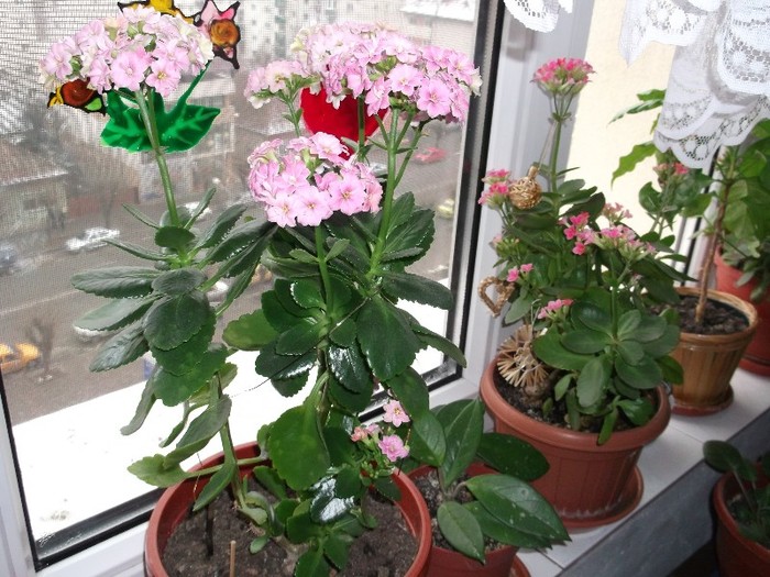 kalanchoe - FLORI DIVERSE