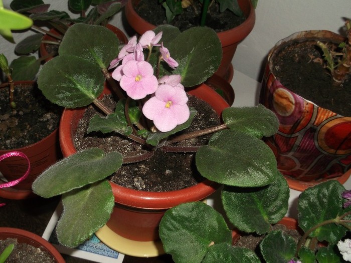 VIOLETE DE PARMA - FLORI DIVERSE