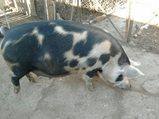 Porci de vanzare