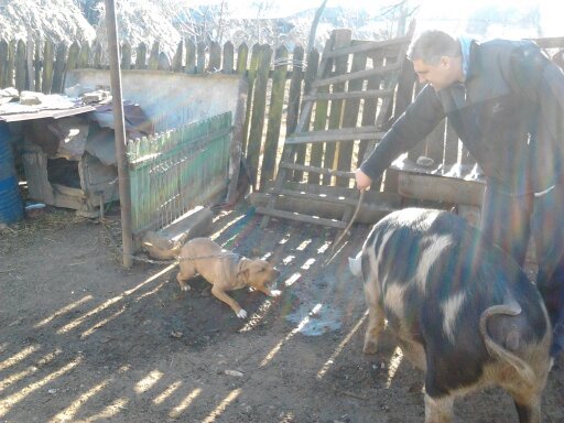 Lupte intre (porci si caini)...:)))