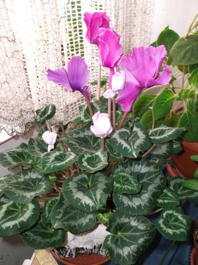 cyclamen - FLORI DIVERSE