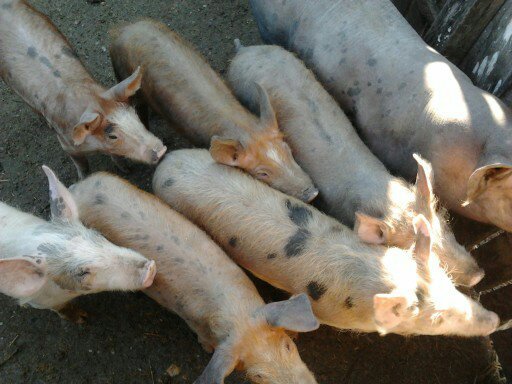 io primu ,iooo io vreau  pozaaaa