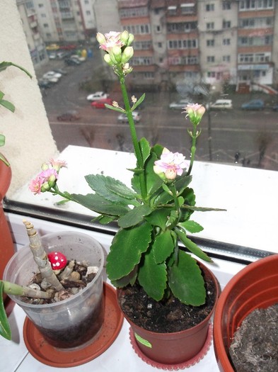 kalanchoe si......ceva....roz