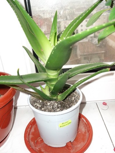 pai nu vezi ce scrie???// - FLORI DIVERSE