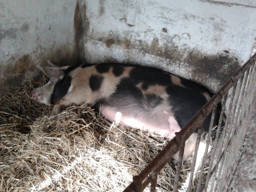 Liniste ma pregatesc sa nasc  si sper sa va placa sedinta mea FOTO.