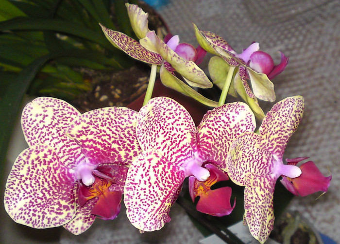 Phalaenopsis Sweet Paradise - Orhidee 2