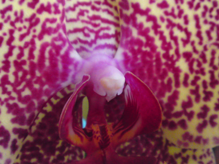  - Orhidee 2