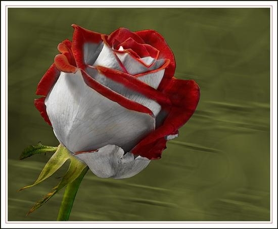 3579351 - poze trandafiri