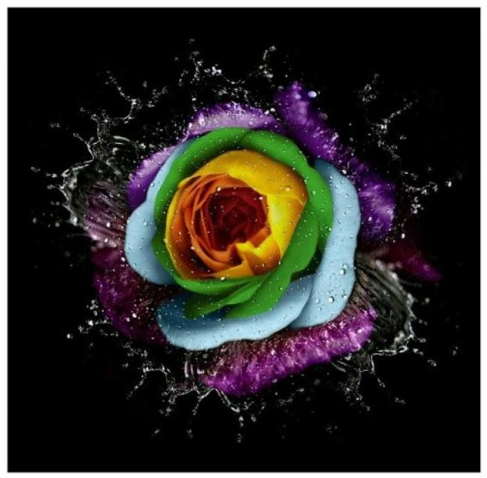 3940901 - poze colorate