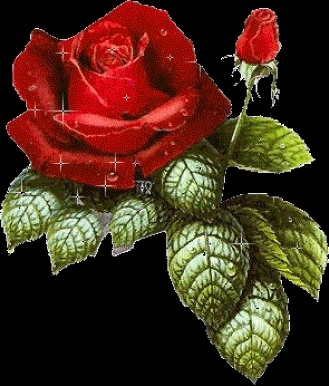 trandafiri_9776cb7cad5685