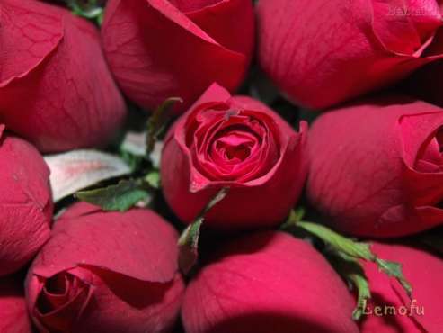 trandafiri-rosii_9b96be07aadbd1 - rosu
