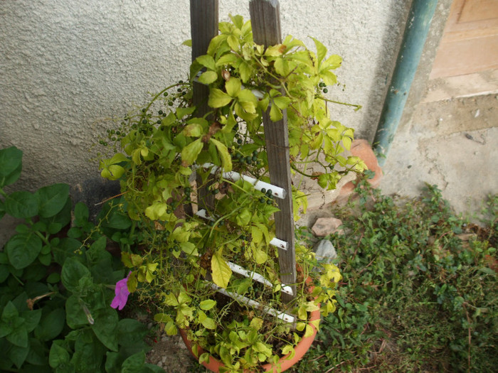 gulan - planta vietii - Achizitii Sieberz