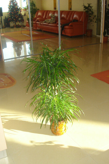 DRACENA - FLORILE MELE -ALBUM2