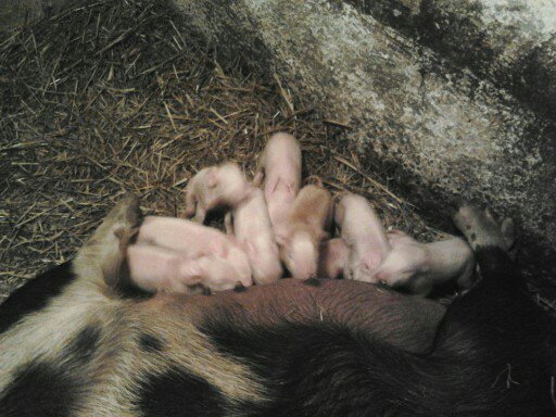 purcei35 - Purcei la 2 ore de la fatare