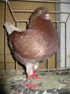 mascul craciun doru 2008