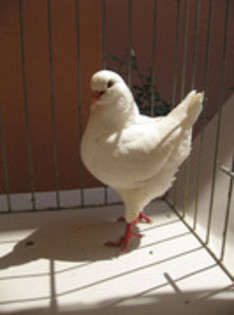 femela unguroaica 2010