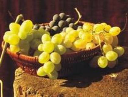 Fructele-toamnei--Strugurii--fructele-din-Biblie - fructe