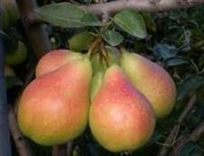 Perele-previn-astenia-de-toamna - fructe