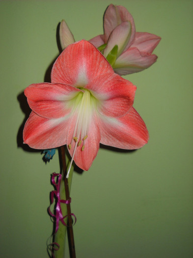 eu sint ,a 2-lea tija inflorita,1 ianuarie