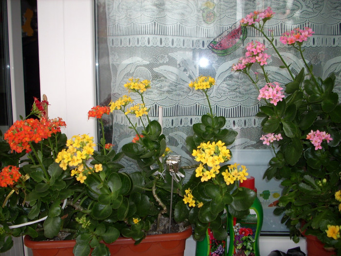 Photo 002