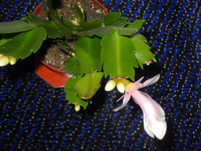 Craciunita Alba cu  roz;3 ianuarie -2012,boboc - Schlumbergera-2010-2013