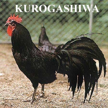 rasa kurokashiwa - Phoenix