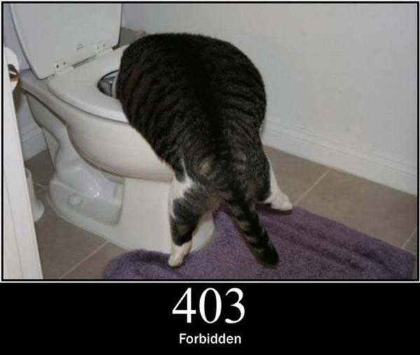 pisici-server-errors-02